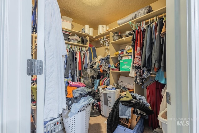 spacious closet featuring carpet