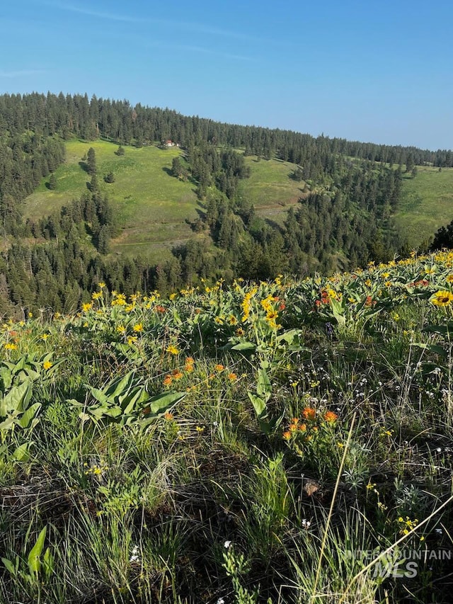 view of local wilderness