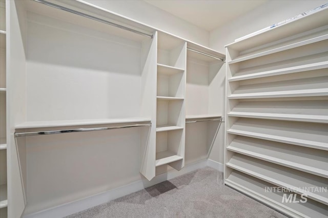 walk in closet featuring carpet floors