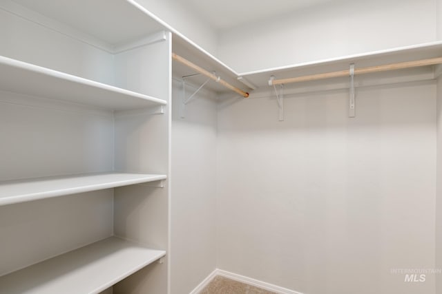 spacious closet featuring carpet