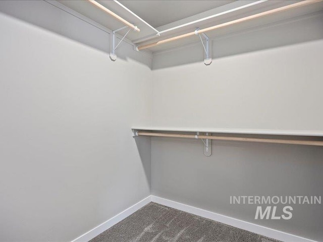 spacious closet featuring carpet flooring