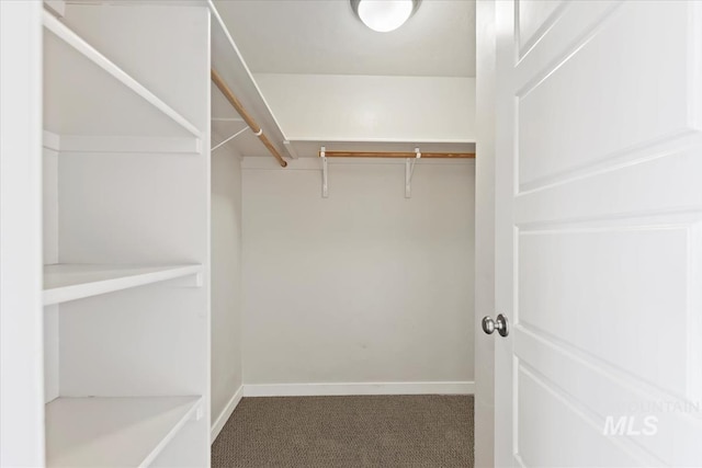 walk in closet featuring carpet floors