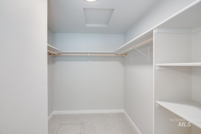 walk in closet featuring attic access and carpet