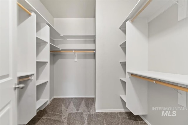 walk in closet featuring carpet floors