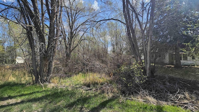 view of local wilderness