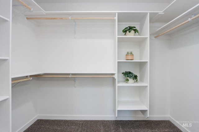 walk in closet with carpet floors