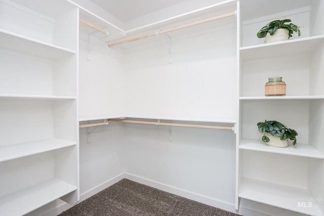 spacious closet featuring carpet flooring