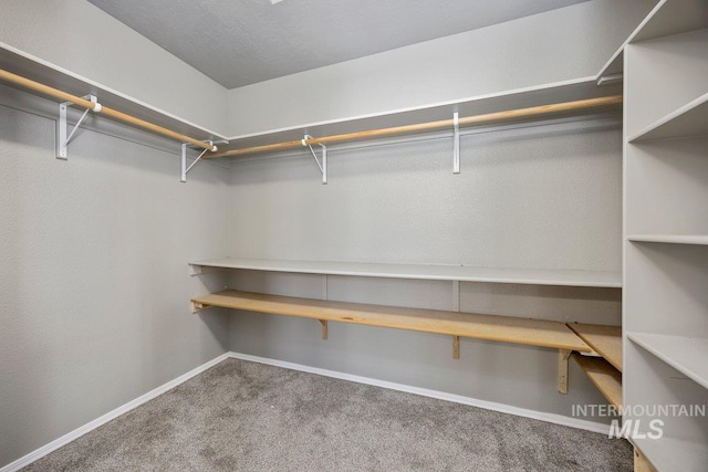 spacious closet featuring carpet floors