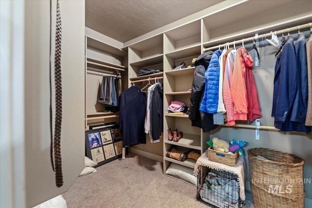 walk in closet with carpet flooring