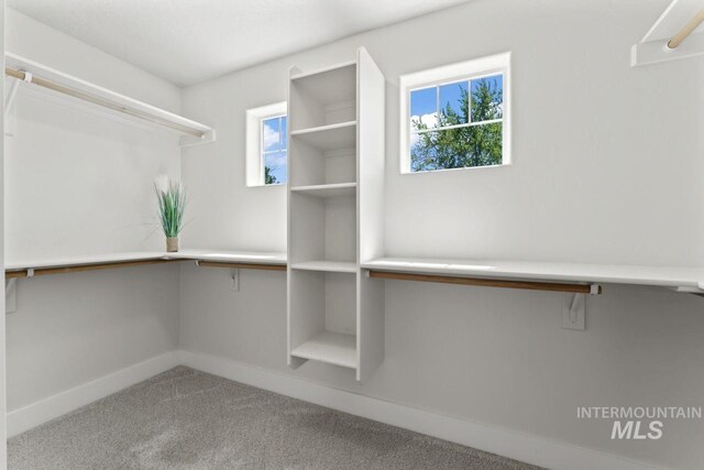 walk in closet with carpet flooring