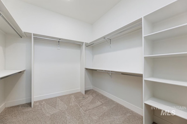 walk in closet with light carpet