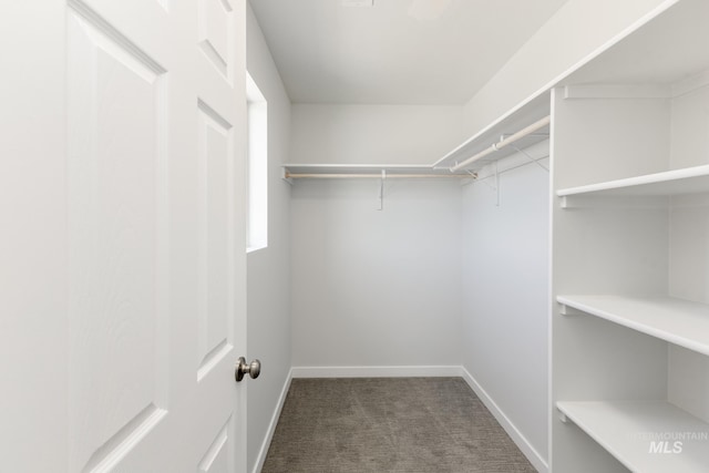 walk in closet with carpet flooring