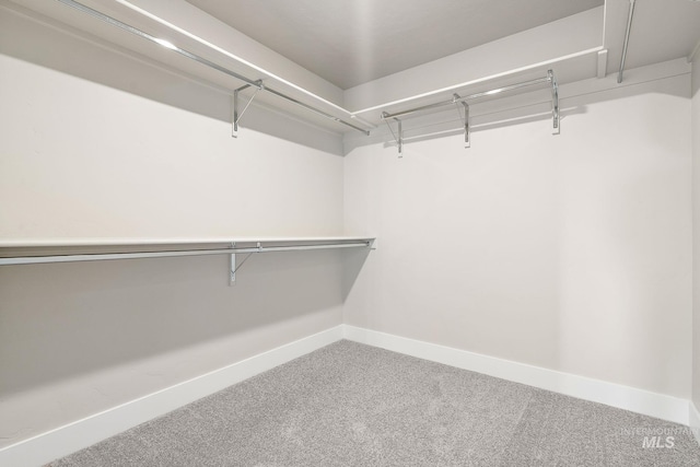 walk in closet with carpet floors