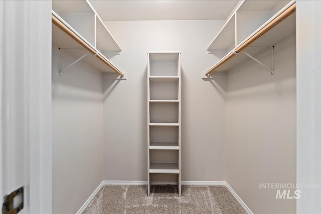 walk in closet with carpet flooring