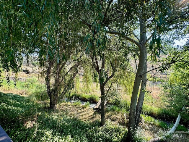 view of local wilderness