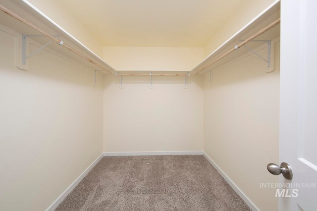 spacious closet featuring carpet