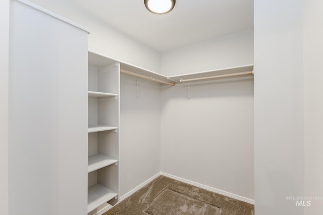 walk in closet with carpet floors