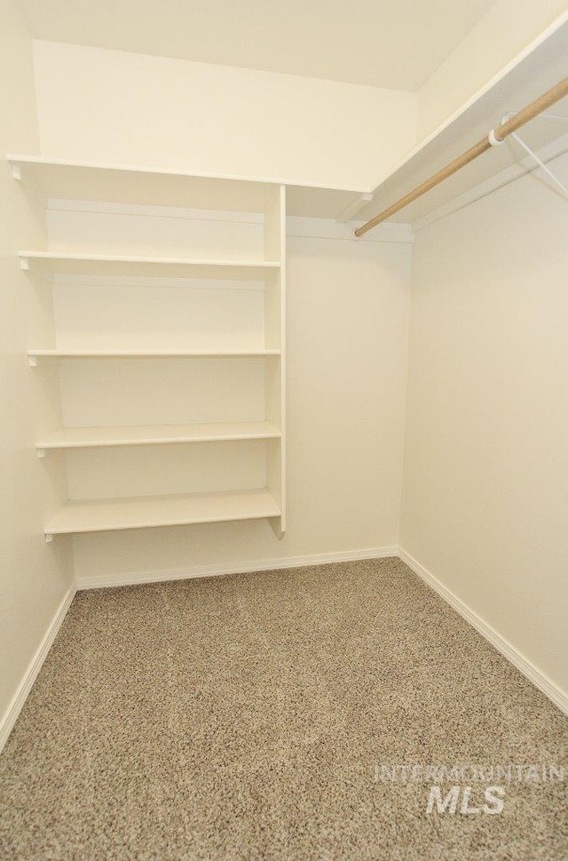 walk in closet featuring carpet floors
