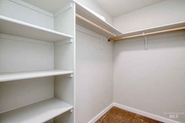 spacious closet featuring carpet