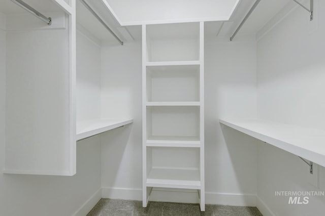 spacious closet featuring carpet floors