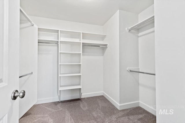 spacious closet featuring carpet