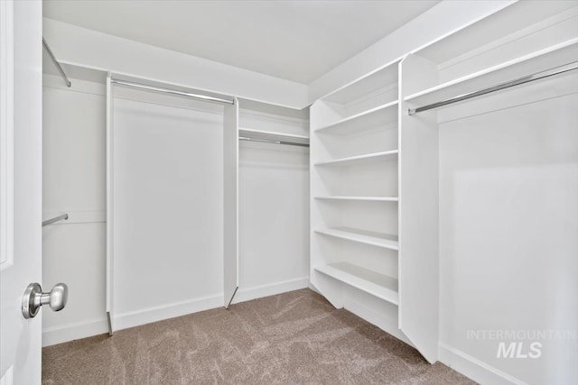 spacious closet with carpet