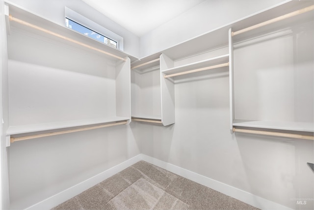 spacious closet featuring carpet floors