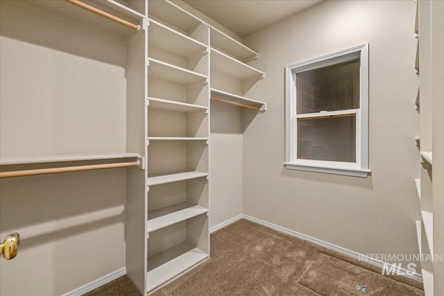 spacious closet featuring carpet floors