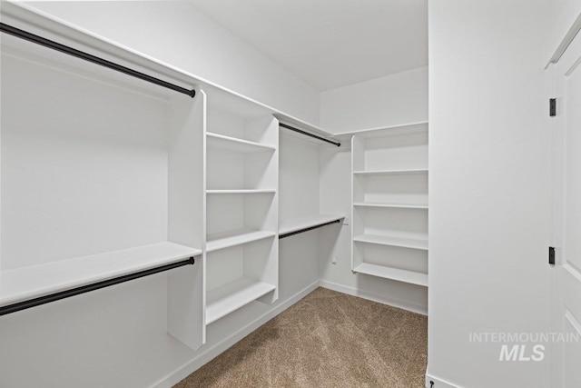 walk in closet featuring light colored carpet