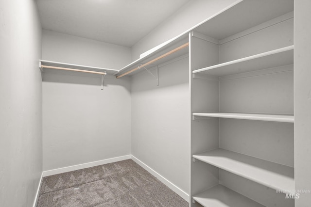 spacious closet featuring carpet