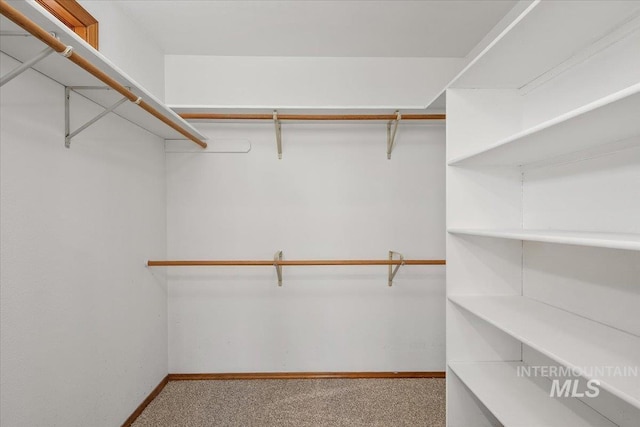 walk in closet with light carpet