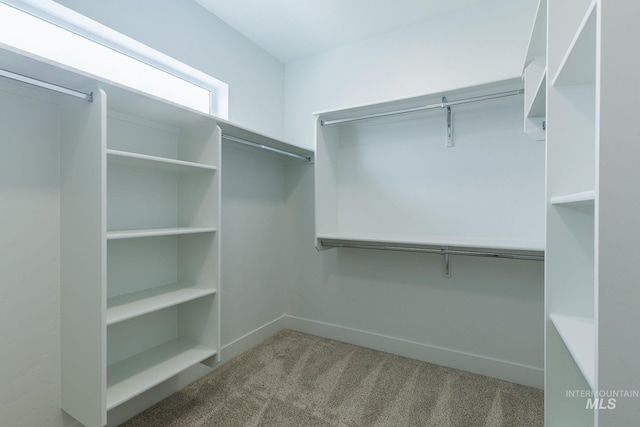 spacious closet featuring carpet floors