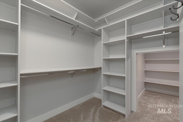 spacious closet featuring carpet floors