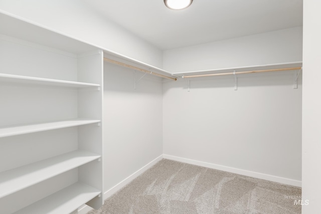 walk in closet featuring carpet flooring