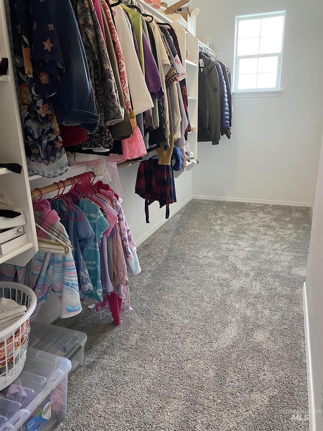 spacious closet featuring carpet flooring