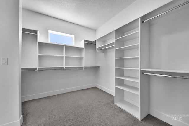 spacious closet featuring carpet flooring