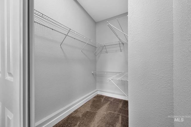 walk in closet with carpet floors