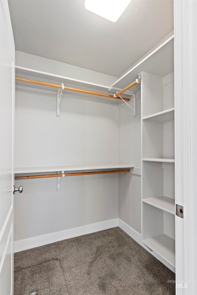 walk in closet with carpet floors