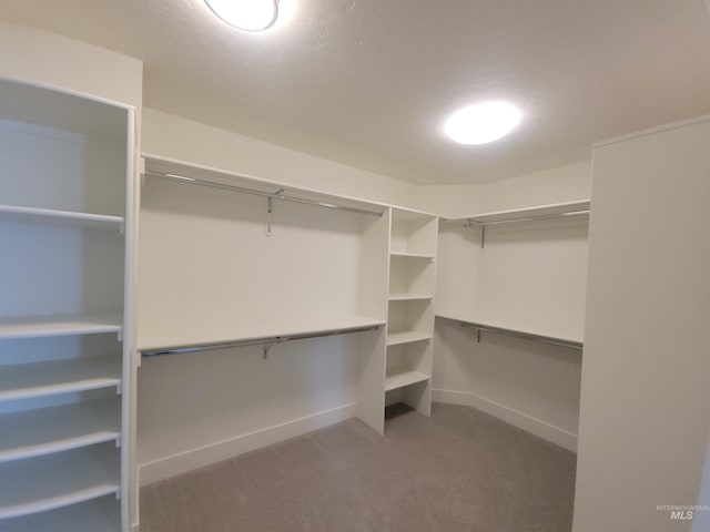 walk in closet with carpet floors