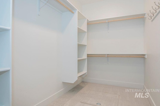 walk in closet featuring carpet floors