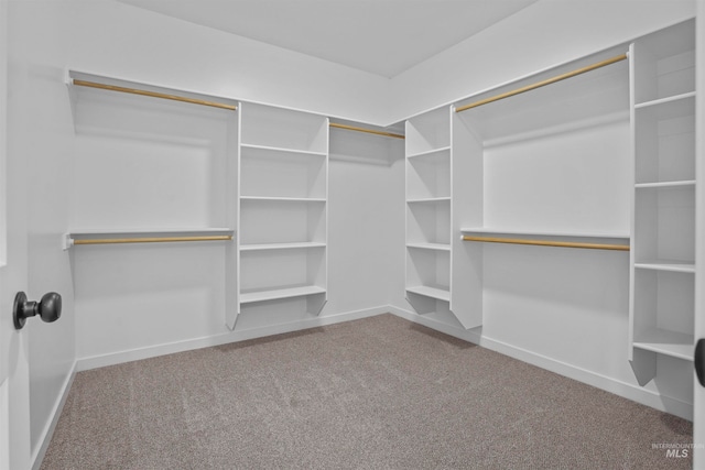 walk in closet featuring carpet