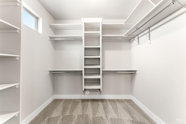 spacious closet featuring carpet floors
