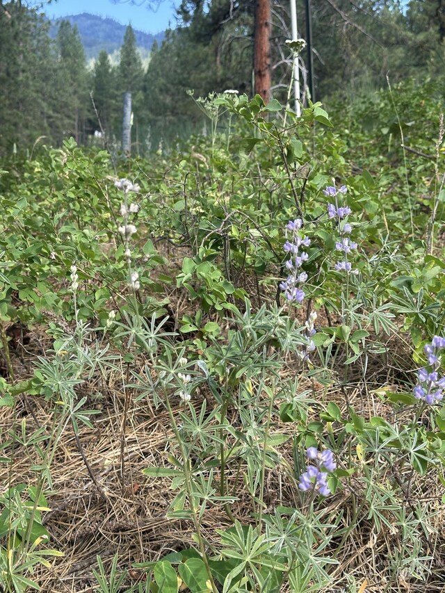 TBD White Pine, Garden Valley, ID 83622