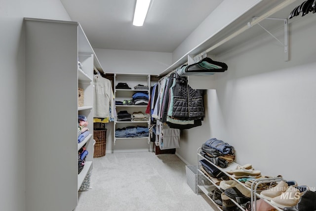 spacious closet featuring carpet