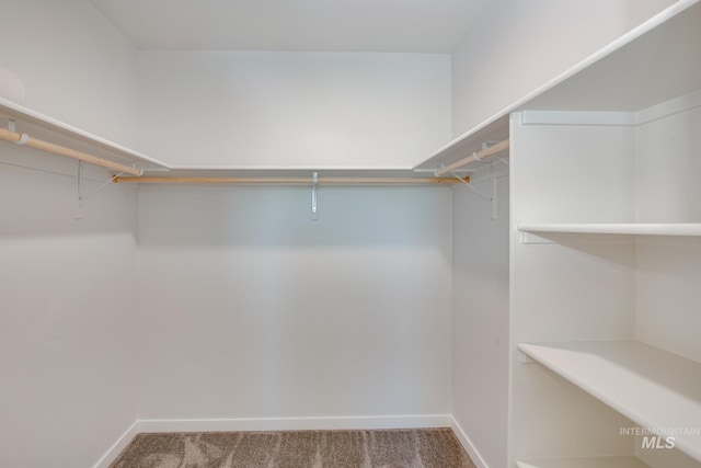 walk in closet with carpet floors