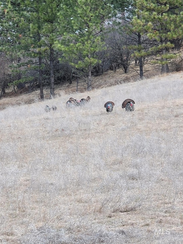 TBD Dent Bridge Rd, Orofino, ID 83544