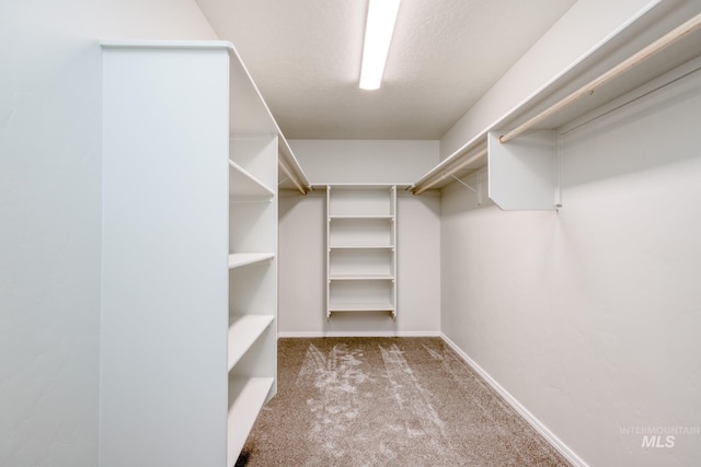 spacious closet featuring carpet floors