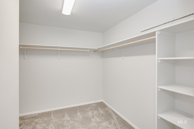 walk in closet with light colored carpet