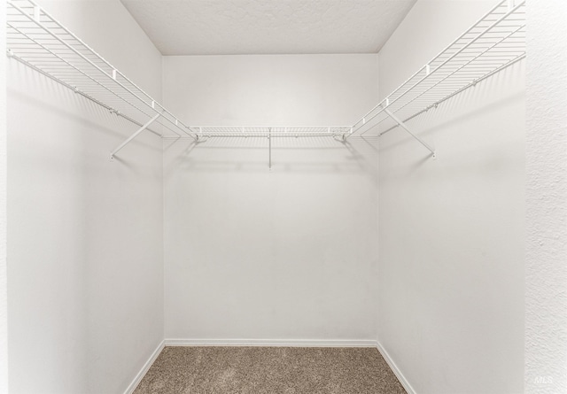 spacious closet featuring carpet flooring