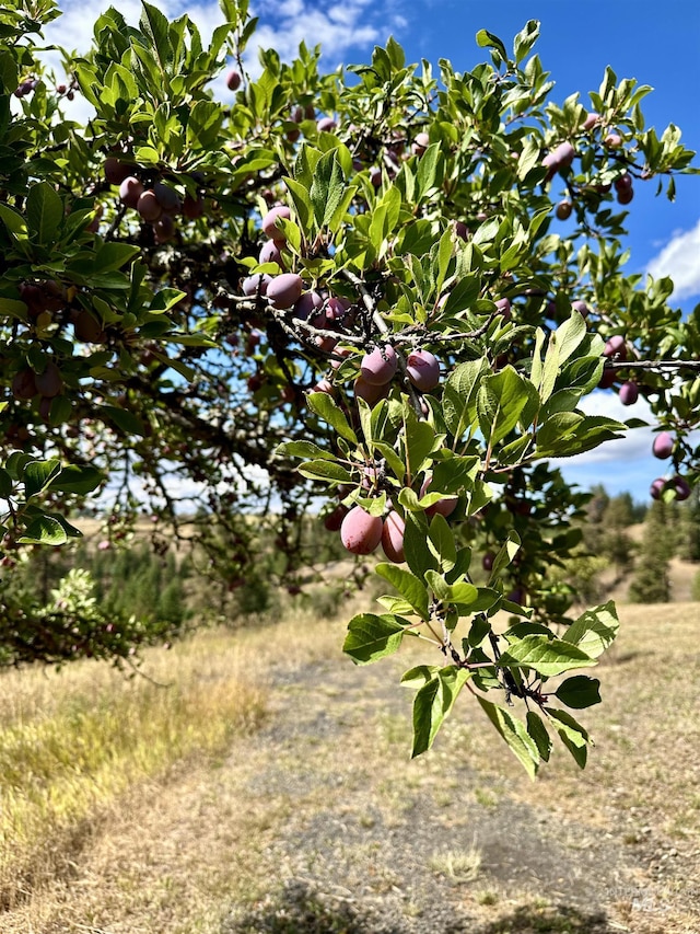 view of nature